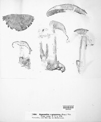 Amanita caesarea image